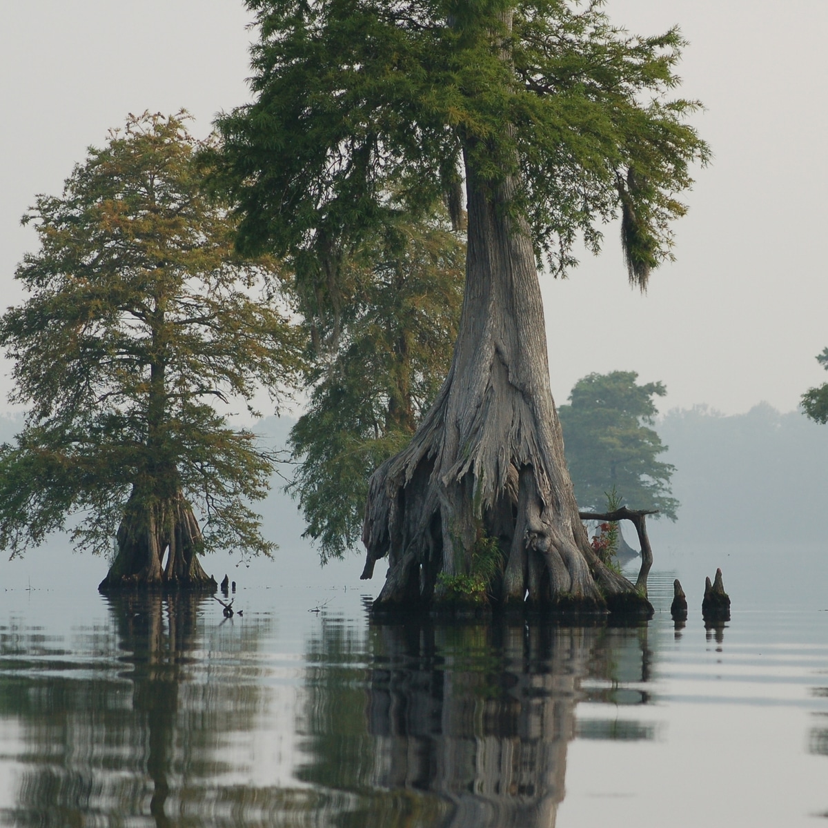 Secrets of the Great Dismal Swamp