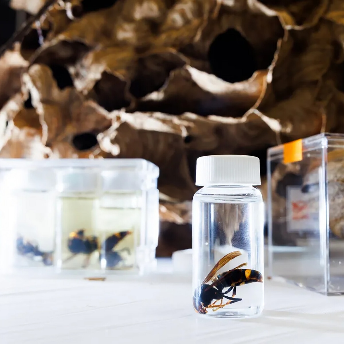 A new threat to honeybees emerges in the South